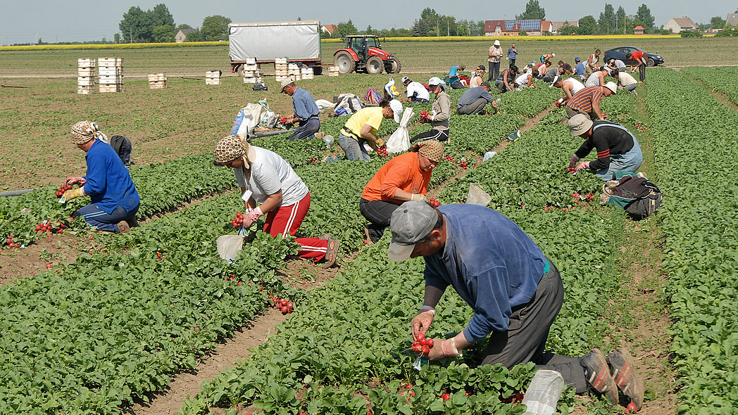Saisonarbeitskräfte finden ohne Stress: So stellen erfolgreiche Landwirte heute ein